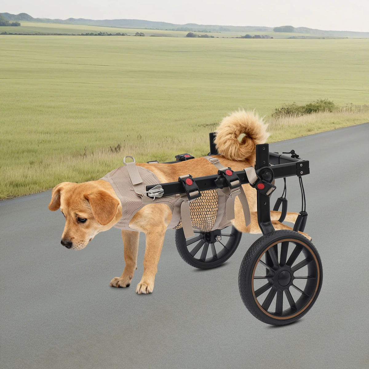 Adjustable Two Wheel Dog Wheelchair For Hind Leg Support And Mobility